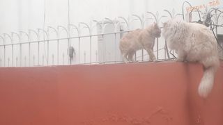 Pat cat vs stray cat/ Cat Fighting over territory.