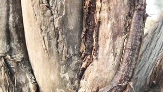 4k tree ????