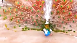 Peacock dance viral #short