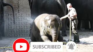 The Elephant is being bathed