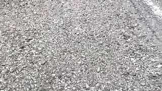 Friendly Fawn Comes By For Head Scratvhes