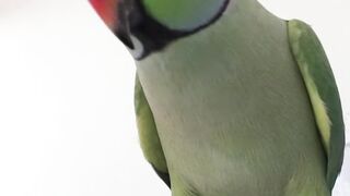 Beautiful desi parrot talking