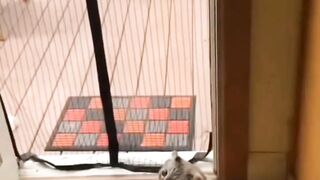Cat dog video
