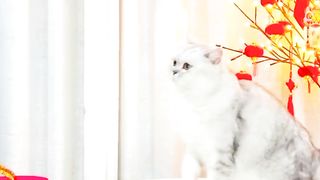 Funny Cat
