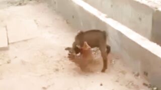 A Goat and A Chicken are Fighting