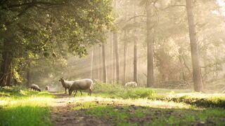 Sheep in forest