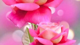 Beautiful Red Flowers