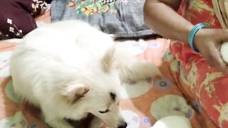 Funny Animals Compilation 1 So cute indian spitz dog puppy
