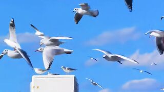 Beautiful view of nature 11