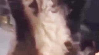 Funny Cats do Fun