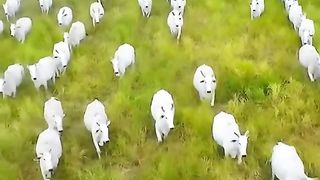 Cow ???? ???? ???? agri & dairy info