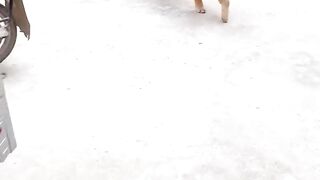New Funny Dog Video 2023