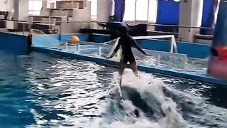dolphinarium