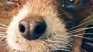 The Groot best scene WhatsApp status HD best scene