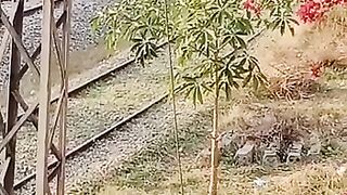 Beautiful tracks of railway