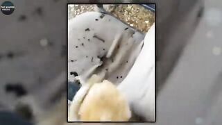 Funny video