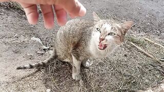 Sweet cat bille