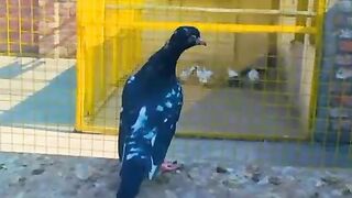Baby pigeon kabootar bazi