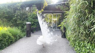 Beautiful white peacock