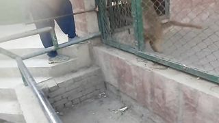 Monkey attack