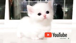 Funny cat ???? video
