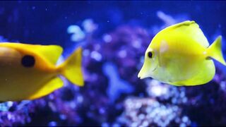 cute fish