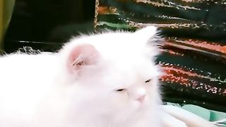Animation