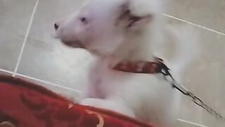 Mini dog want to love with owner| Dog videos |