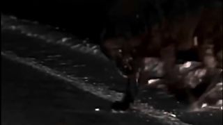 Monster Wolf ????