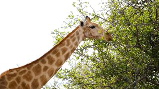 Wild life animals