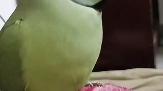 Cute Parrot talking with Cute voice
