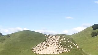 How satisfying is it watching/moving sheep in New Zealand?! ????????????