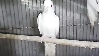 Cockatiel Parrot White Color