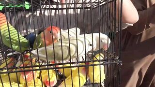 Birds Market Lalukhet Sunday Video Latest Update 22-1-23 in Urdu_Hindi