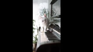 Cat playing piano