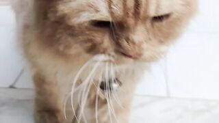 cute cat love |Animals videos|animal and pet lover