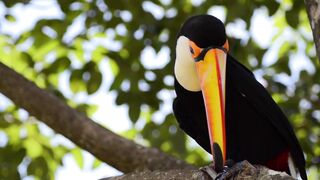 Cute bird video 2023