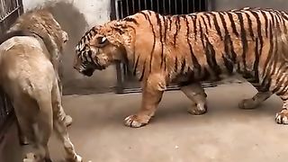 Tiger ????