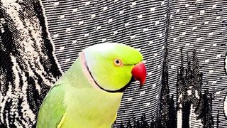 Talking Parrot Beautiful Sound