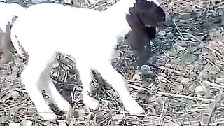 Cute And Beautiful Sheep Baby In Short Video