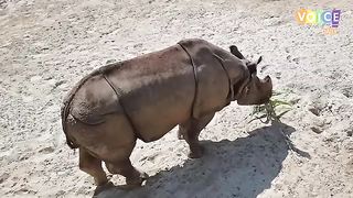 Amazing animle