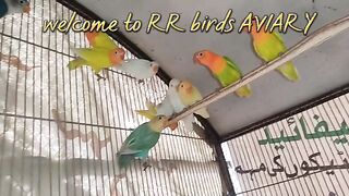 Quality love birds mutations