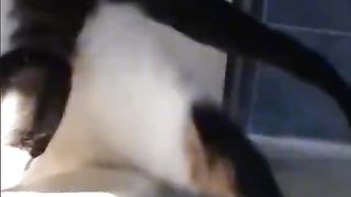 Cats and dogs