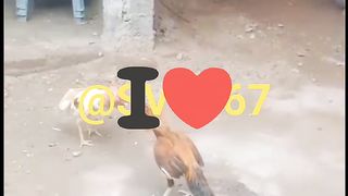 Aseel Vs Jawa Aseel Roosters Fighting in Short Video