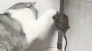 Cat funny |funny video 2023|chinese cat|Russian cat|viral hub