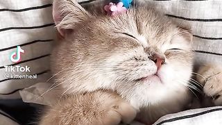 Cute Cato