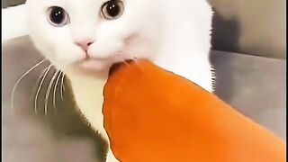 funny cat funny cat on febspot