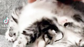 Kitten