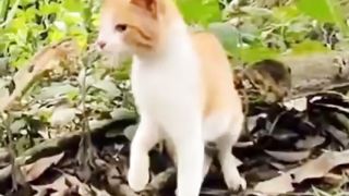 funny video#2