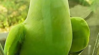 Parrot 03